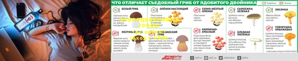 шишки Елизово